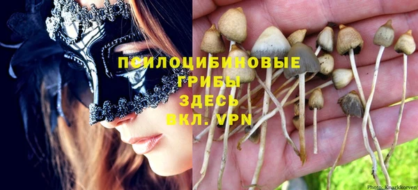 прущие грибы Абинск